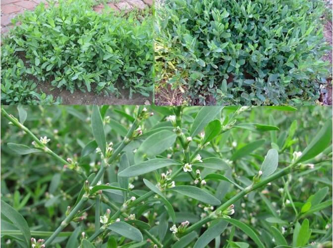 「释名」扁竹,扁辨,扁蔓,粉节草,道生草.「气味」苦,平,无毒.