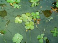 田字草