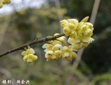 钓樟