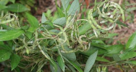 mǎ huánɡ【英文名】herb of manyflower tickclover【别名】细风带